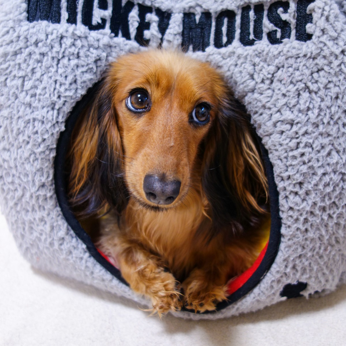 brown long coated dog on gray textile